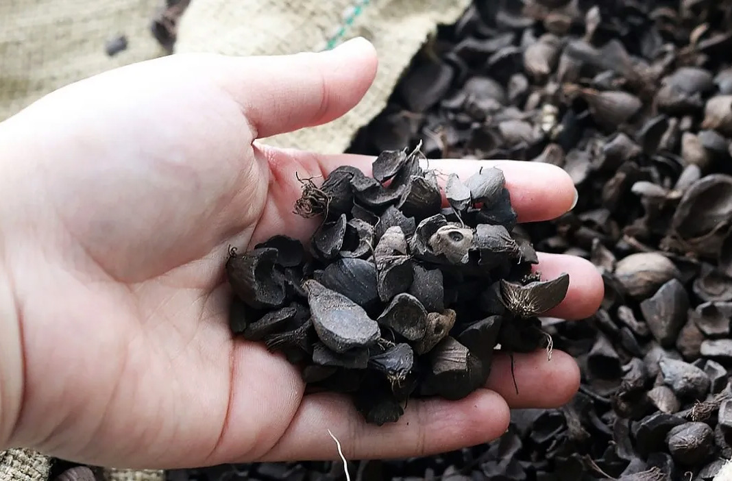 Palm Kernel Shell (PKS)